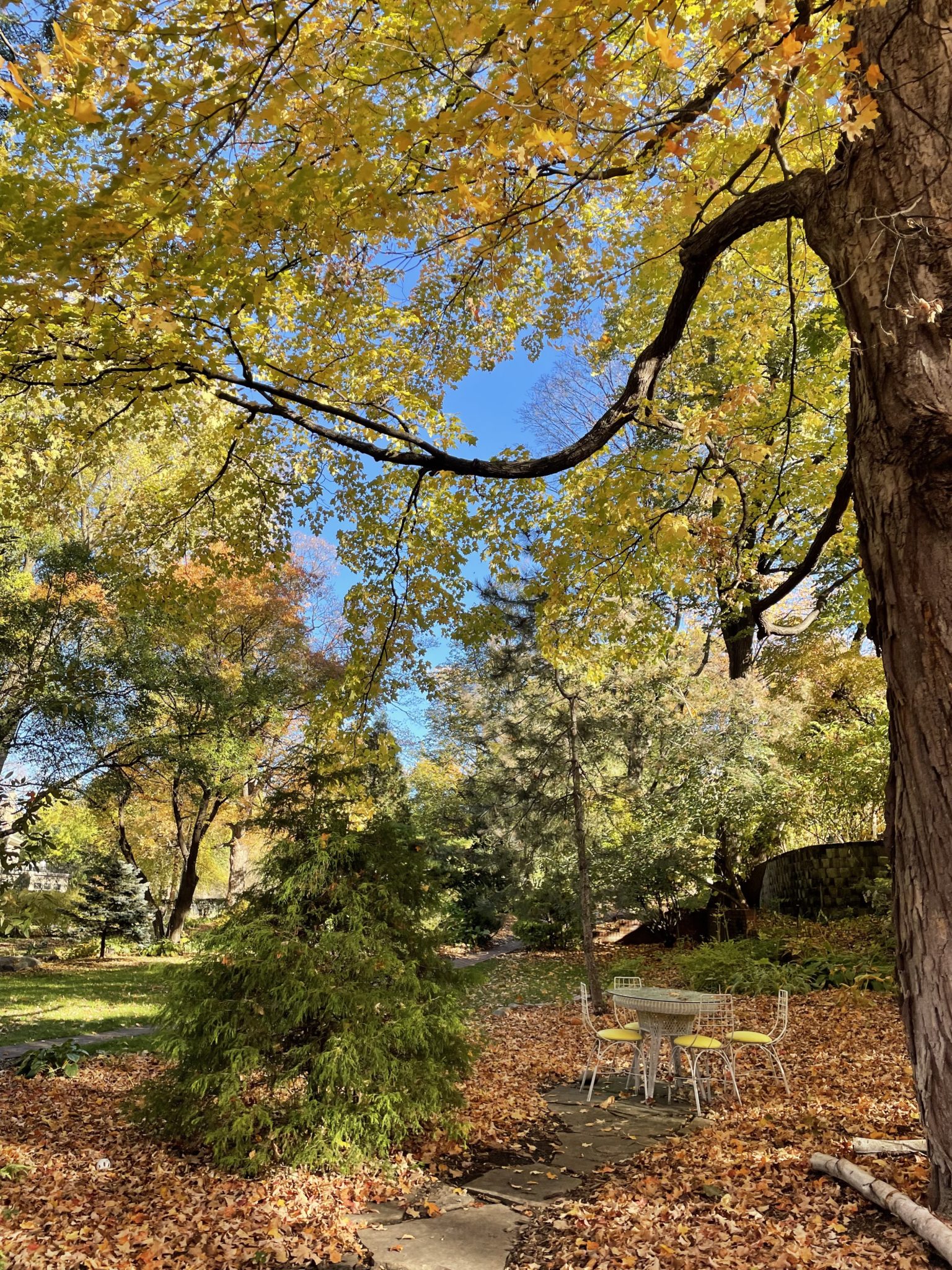 A backyard with a table and chairs set in the fallen leaves. 