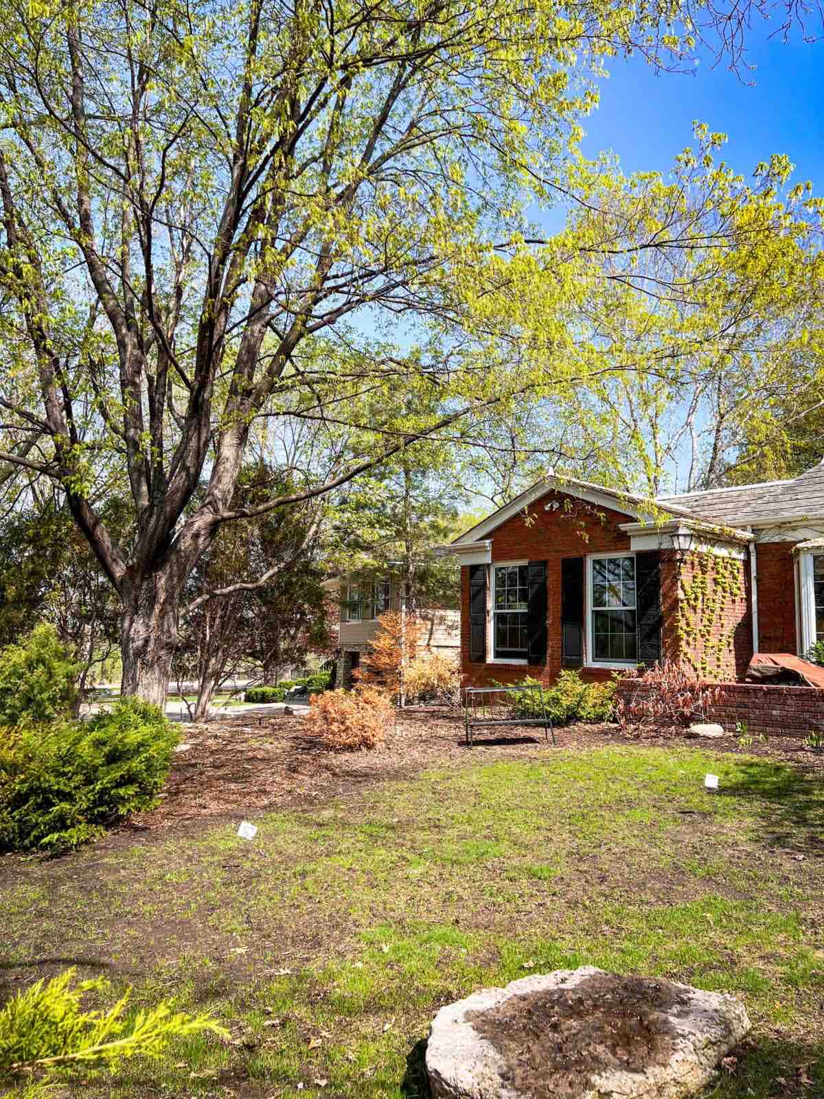 Patchy lawn and bare branches in a front yard